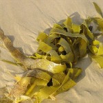 Algues (JIGGS IMAGES)