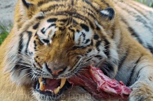 Besoin viande Besoin viande