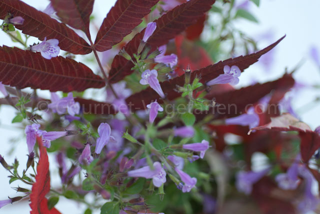 Bouquet automne