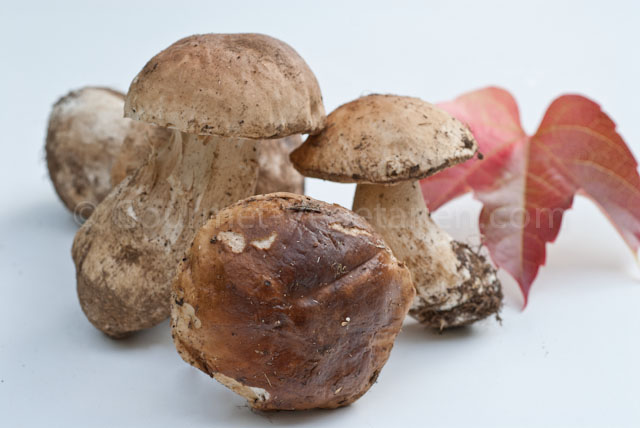 Cèpes seuls
