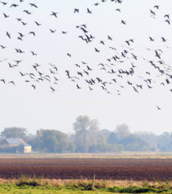 La faune et la flore n’ont pas le temps de s’adapter au réchauffement climatique