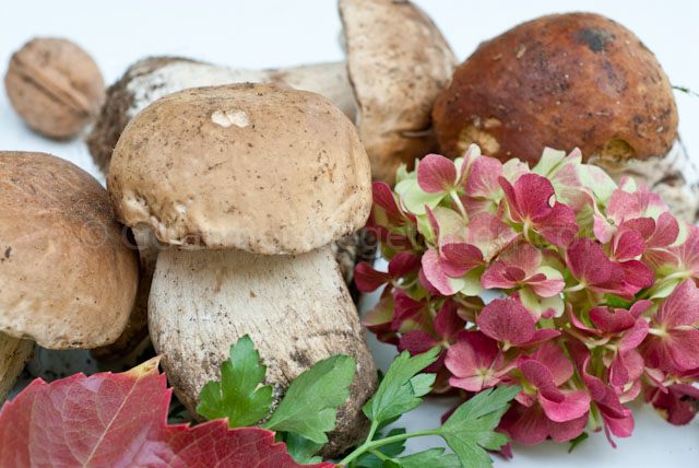 Bouquet Cèpes1 Bouquet Cèpes1